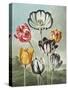 Tulips-Robert John Thornton-Stretched Canvas