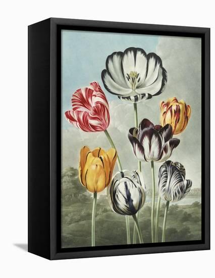 Tulips-Robert John Thornton-Framed Stretched Canvas