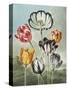 Tulips-Robert John Thornton-Stretched Canvas