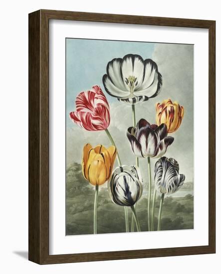 Tulips-Robert John Thornton-Framed Giclee Print