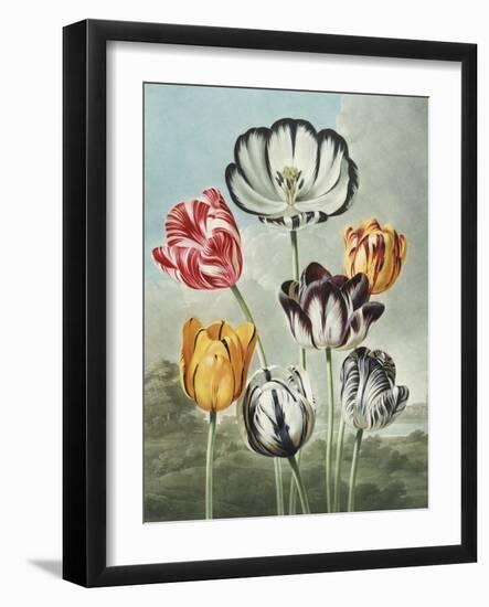 Tulips-Robert John Thornton-Framed Giclee Print