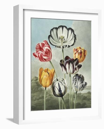 Tulips-Robert John Thornton-Framed Giclee Print