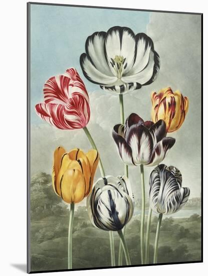 Tulips-Robert John Thornton-Mounted Giclee Print