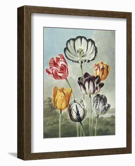 Tulips-Robert John Thornton-Framed Giclee Print