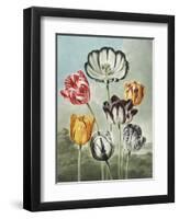 Tulips-Robert John Thornton-Framed Giclee Print