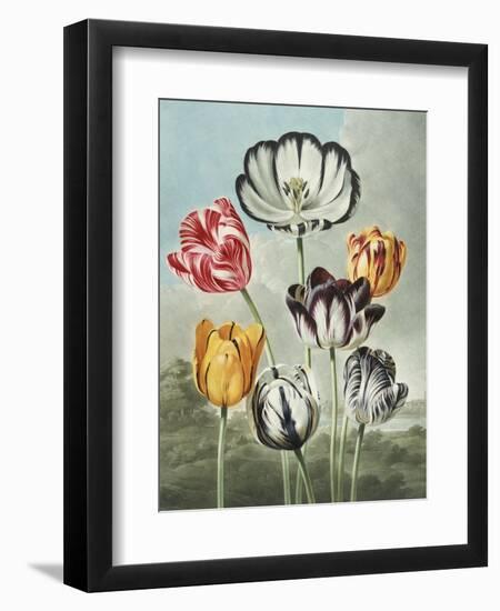 Tulips-Robert John Thornton-Framed Giclee Print