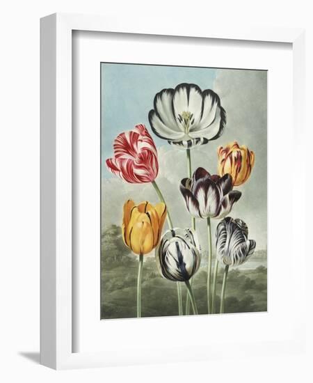 Tulips-Robert John Thornton-Framed Giclee Print