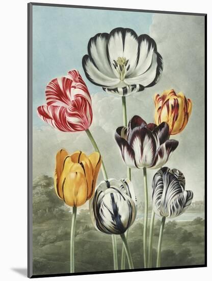 Tulips-Robert John Thornton-Mounted Giclee Print