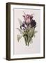 Tulips-Pierre-Joseph Redouté-Framed Giclee Print