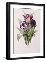 Tulips-Pierre-Joseph Redouté-Framed Giclee Print