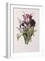 Tulips-Pierre-Joseph Redouté-Framed Giclee Print