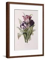 Tulips-Pierre-Joseph Redouté-Framed Giclee Print
