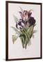 Tulips-Pierre-Joseph Redouté-Framed Giclee Print