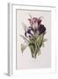 Tulips-Pierre-Joseph Redouté-Framed Giclee Print