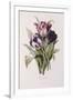 Tulips-Pierre-Joseph Redouté-Framed Giclee Print