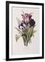 Tulips-Pierre-Joseph Redouté-Framed Giclee Print