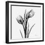 Tulips-Albert Koetsier-Framed Art Print