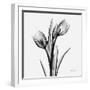 Tulips-Albert Koetsier-Framed Art Print