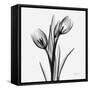 Tulips-Albert Koetsier-Framed Stretched Canvas