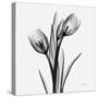 Tulips-Albert Koetsier-Stretched Canvas