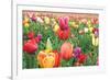 Tulips-Lantern Press-Framed Premium Giclee Print