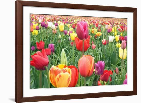 Tulips-Lantern Press-Framed Premium Giclee Print