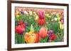 Tulips-Lantern Press-Framed Premium Giclee Print