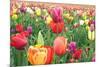 Tulips-Lantern Press-Mounted Premium Giclee Print