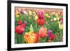 Tulips-Lantern Press-Framed Art Print