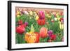 Tulips-Lantern Press-Framed Art Print