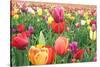 Tulips-Lantern Press-Stretched Canvas