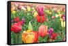 Tulips-Lantern Press-Framed Stretched Canvas