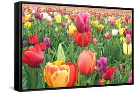 Tulips-Lantern Press-Framed Stretched Canvas