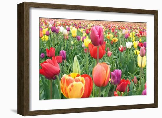 Tulips-Lantern Press-Framed Art Print