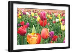 Tulips-Lantern Press-Framed Art Print