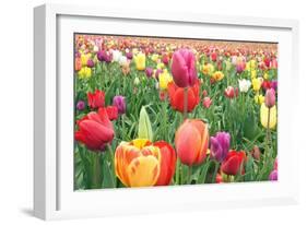 Tulips-Lantern Press-Framed Art Print