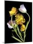 Tulips-Susan S. Barmon-Mounted Giclee Print