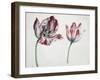 Tulips-Simon Peeterz Verelst-Framed Giclee Print