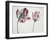 Tulips-Simon Peeterz Verelst-Framed Giclee Print