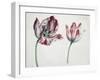 Tulips-Simon Peeterz Verelst-Framed Giclee Print