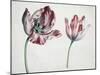 Tulips-Simon Peeterz Verelst-Mounted Giclee Print