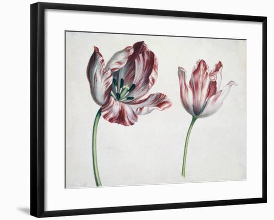 Tulips-Simon Peeterz Verelst-Framed Giclee Print