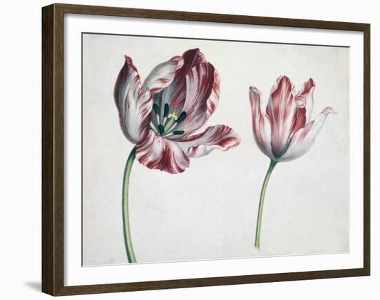 Tulips-Simon Peeterz Verelst-Framed Giclee Print