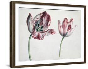 Tulips-Simon Peeterz Verelst-Framed Giclee Print