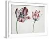 Tulips-Simon Peeterz Verelst-Framed Giclee Print