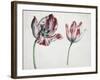 Tulips-Simon Peeterz Verelst-Framed Giclee Print