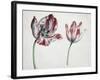Tulips-Simon Peeterz Verelst-Framed Giclee Print