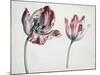 Tulips-Simon Peeterz Verelst-Mounted Giclee Print