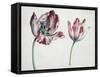 Tulips-Simon Peeterz Verelst-Framed Stretched Canvas