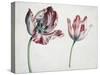 Tulips-Simon Peeterz Verelst-Stretched Canvas